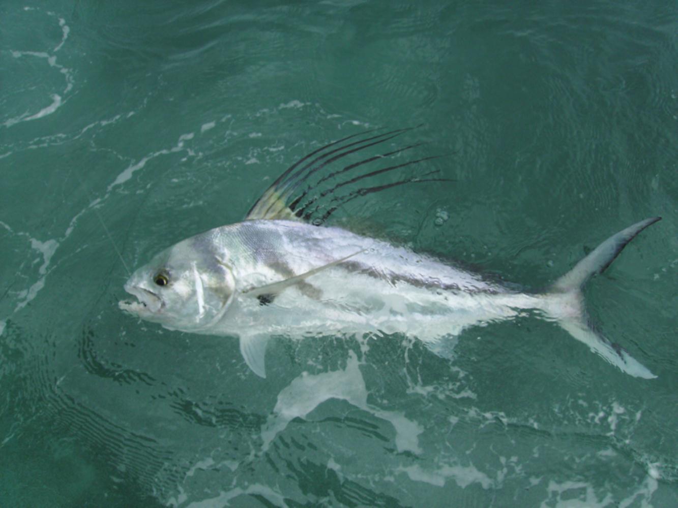 Roosterfish Information and Picture Sea Animals