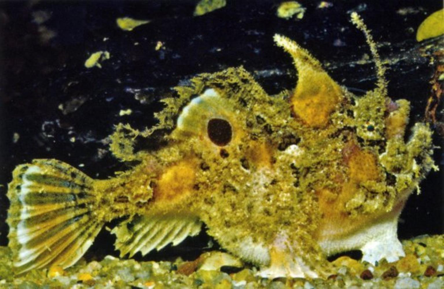Rough anglerfish Information and Picture Sea Animals
