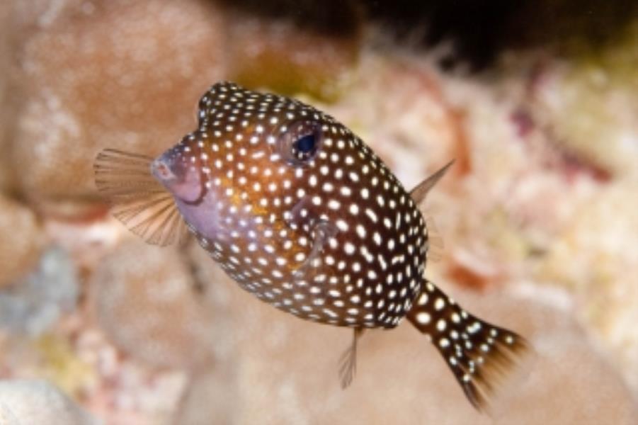 Spotted Boxfish Information and Picture Sea Animals