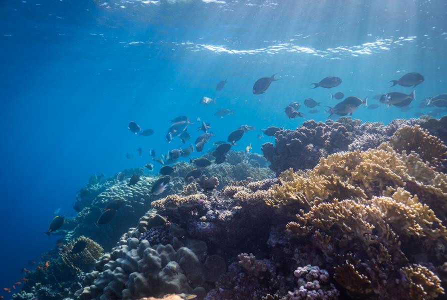 Directory of Scuba Dive Shops & Centres in Sharm El Sheikh, Egypt