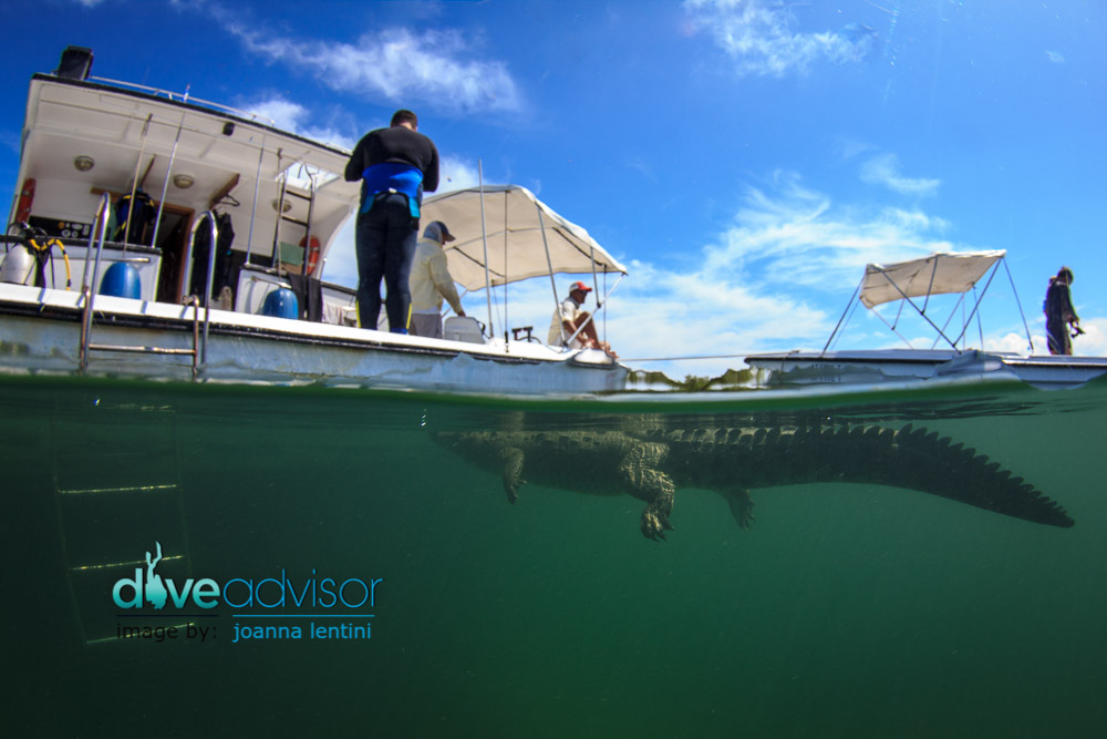 Scuba Diving with Crocodiles in Cuba, Jardines De La Reina