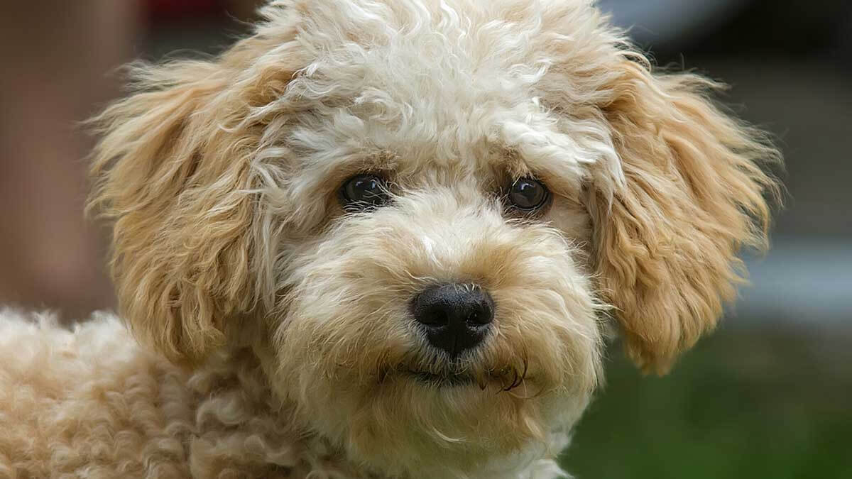 How Much Exercise Does A Cavapoo Need