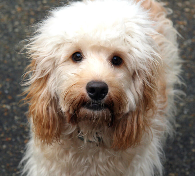 Cockapoo Dog Breed » Breed Info, Pictures, & More
