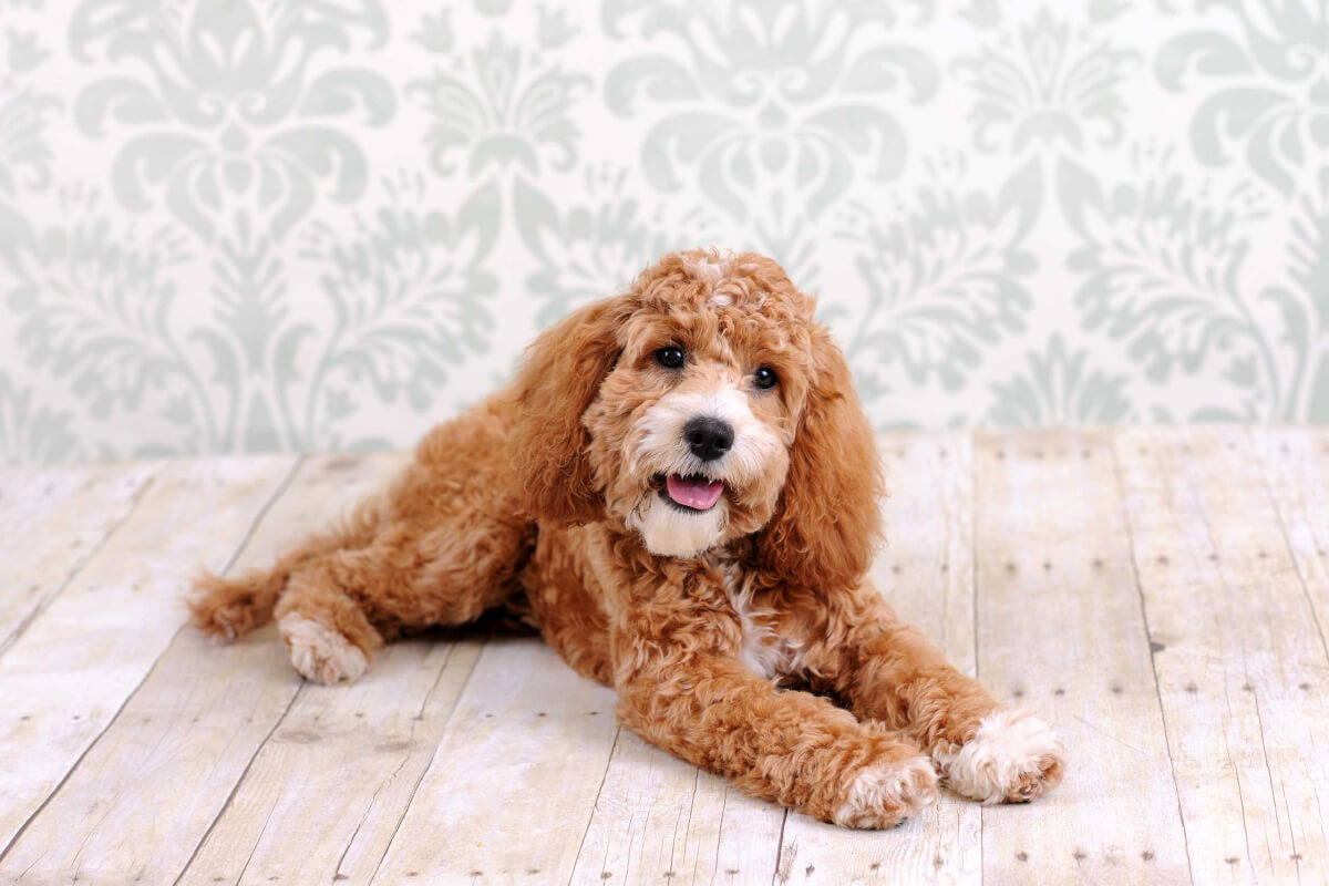 Cockapoo Dog Breed » Breed Info, Pictures, & More