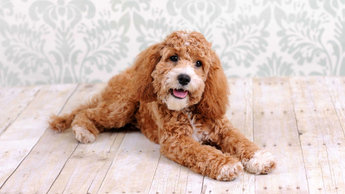 Why Do Cockapoos Get Their Tails Docked