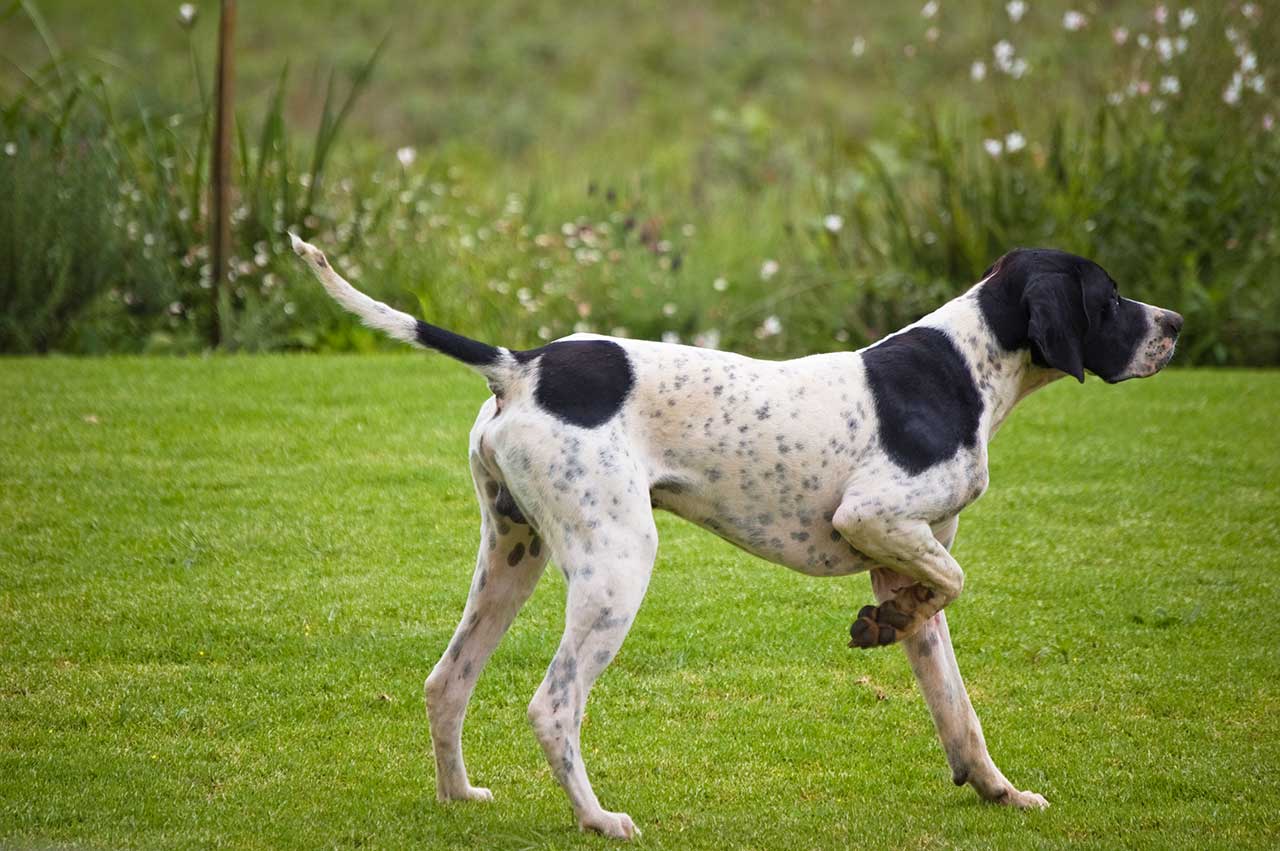 Pointer Dog Breed » Everything About Pointer