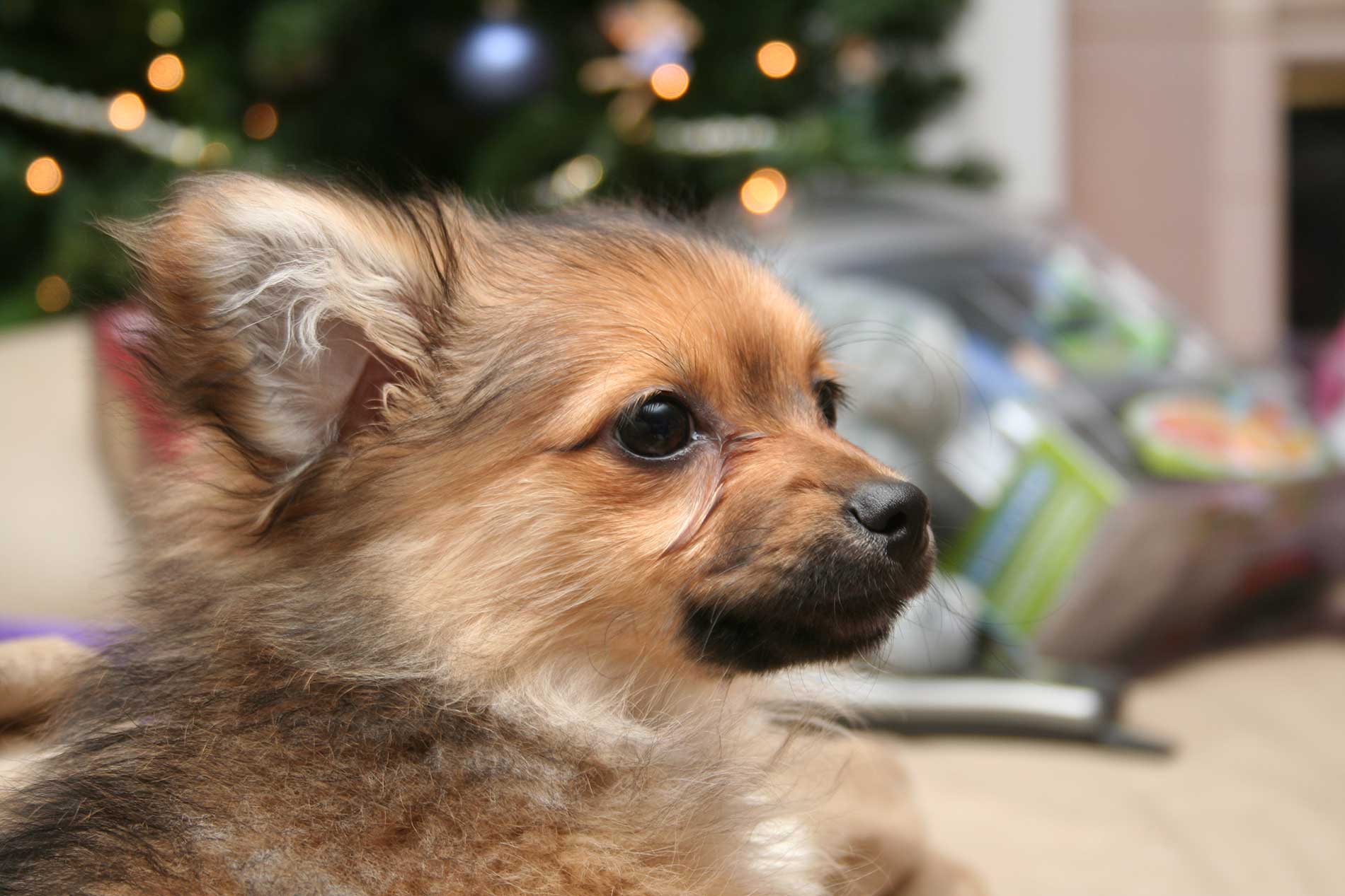 Pomapoo Dog Breed » Everything About Pomapoos