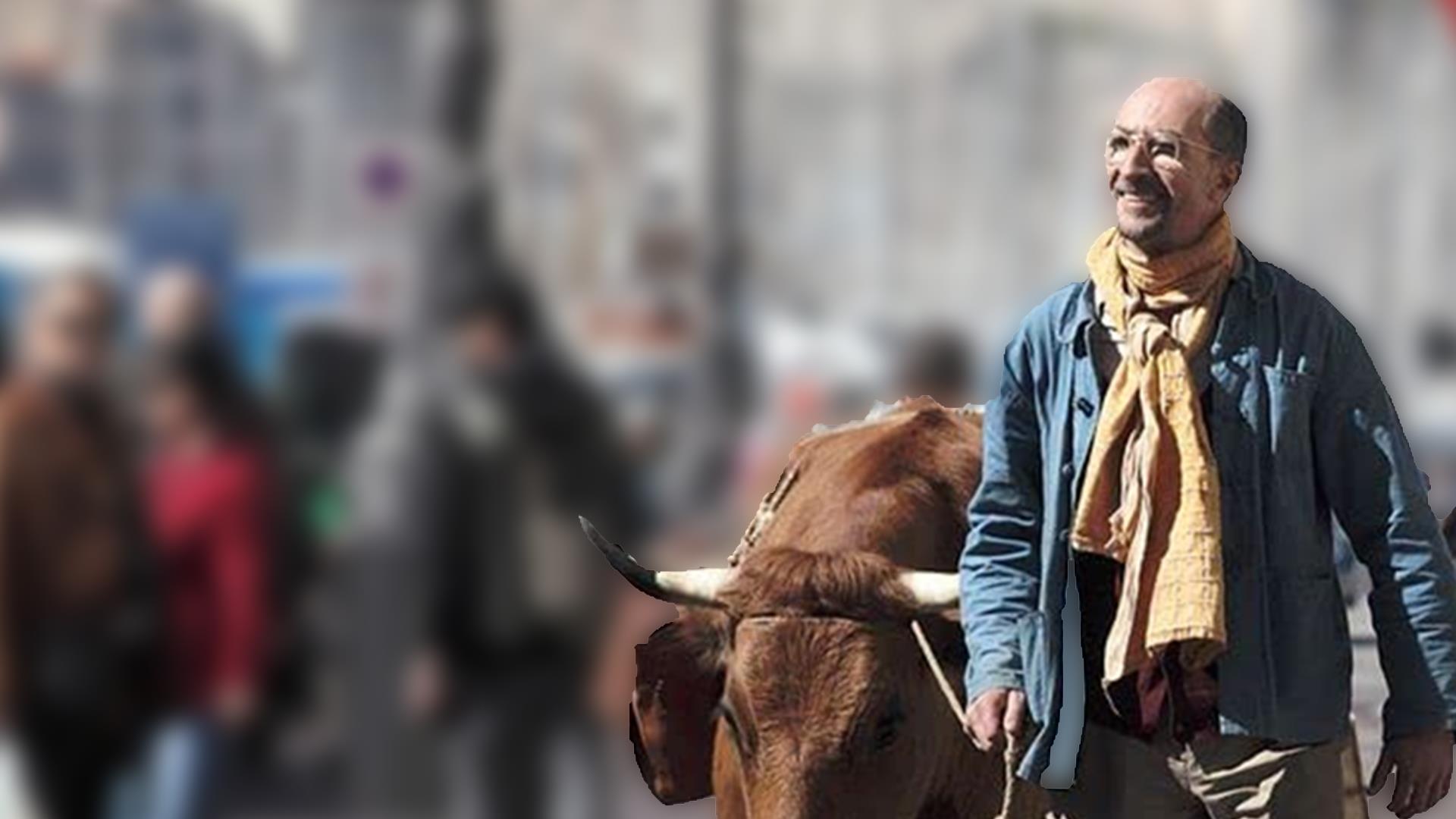 DSmart GO Bir Adam ve İneği