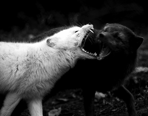 the battle of the black wolf and the white wolf elephant journal