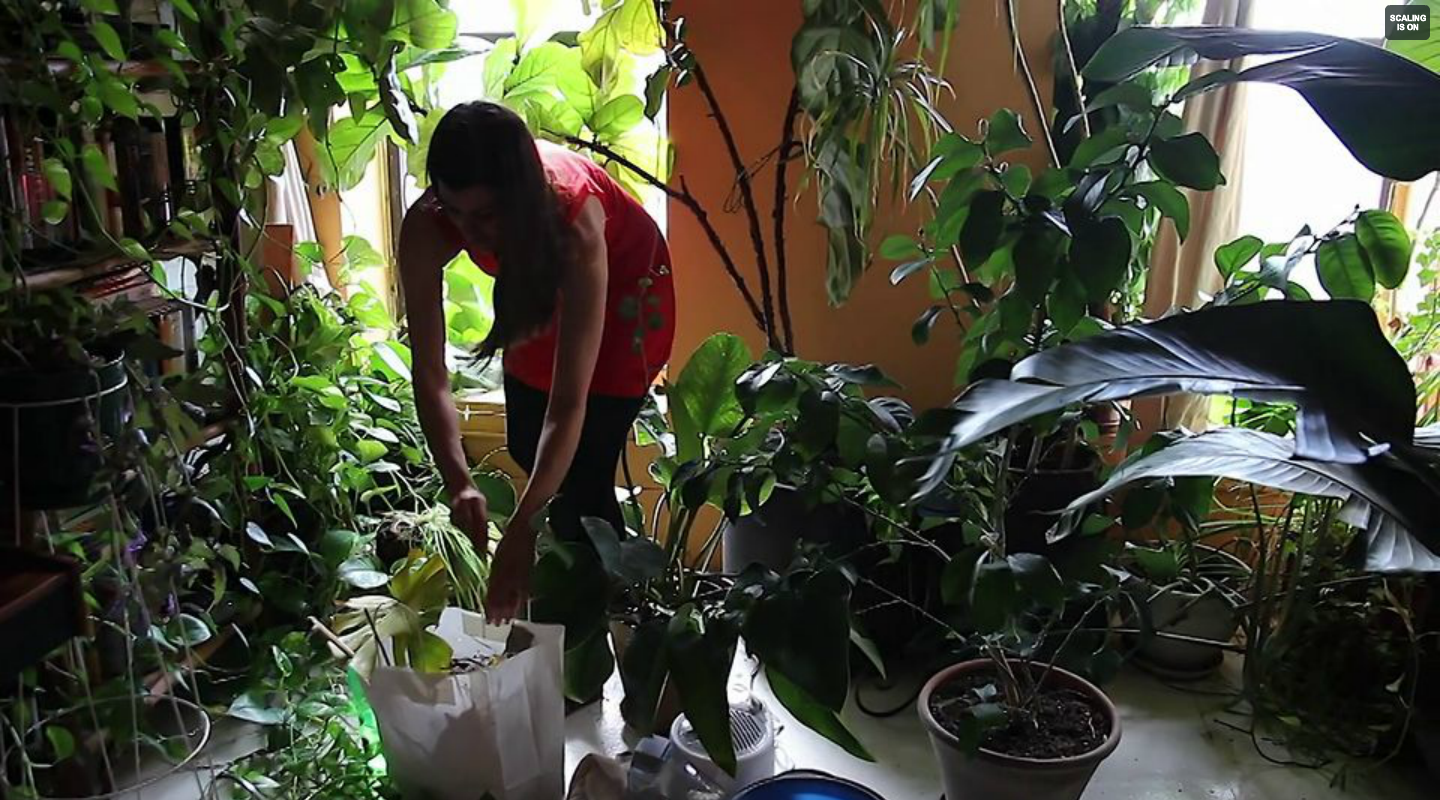 Air Purifying Plants Top 30 Plants to Detox Your Home.