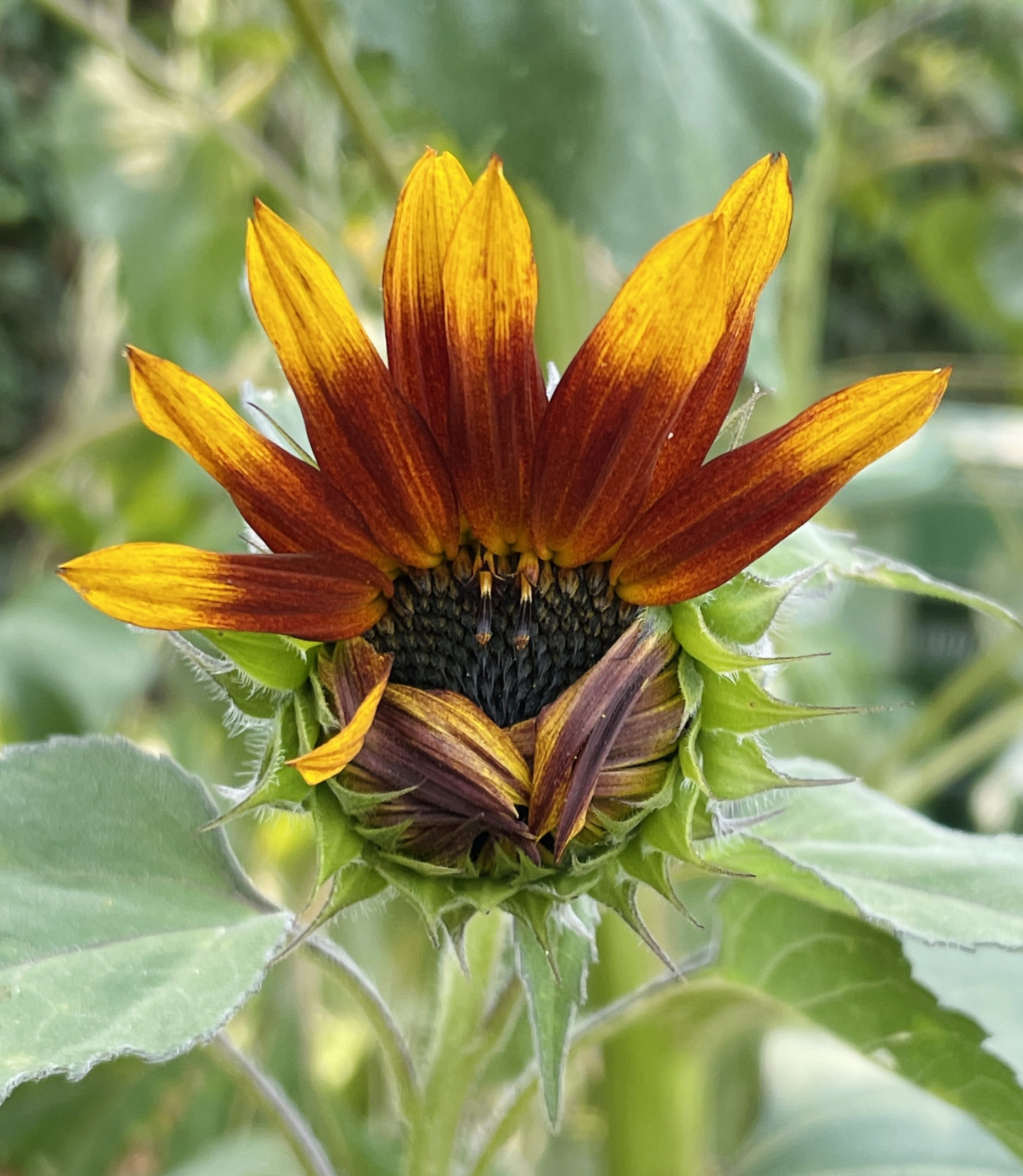6 Steps for Giving a Sunflower Hug. elephant journal