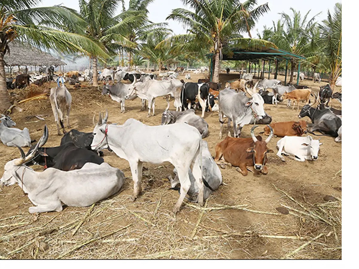 Top dairy companies in uttar pradesh