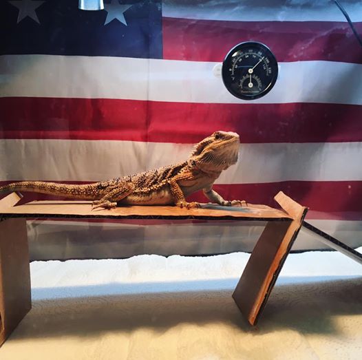 I can not get rid of coccidia • Bearded dragon. dispute