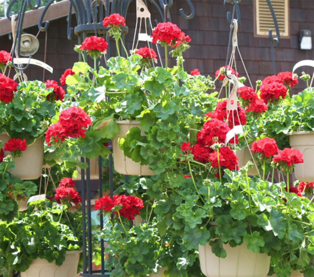 10 Reasons to Love OneYear Plants