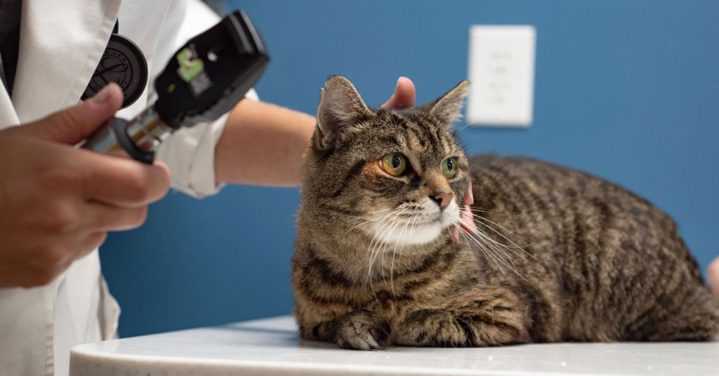 Carving out a New Category in the Petcare Industry