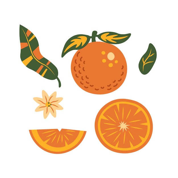 Premium Vector Orange fruit elements vector collection