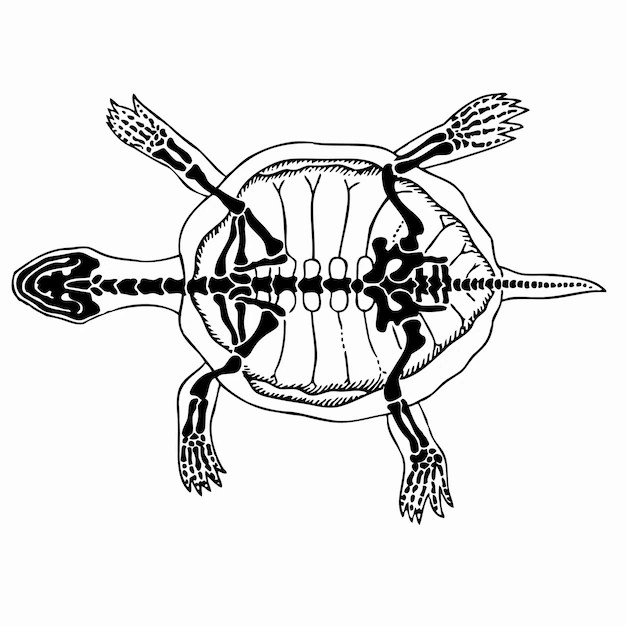 Premium Vector Turtle skeleton