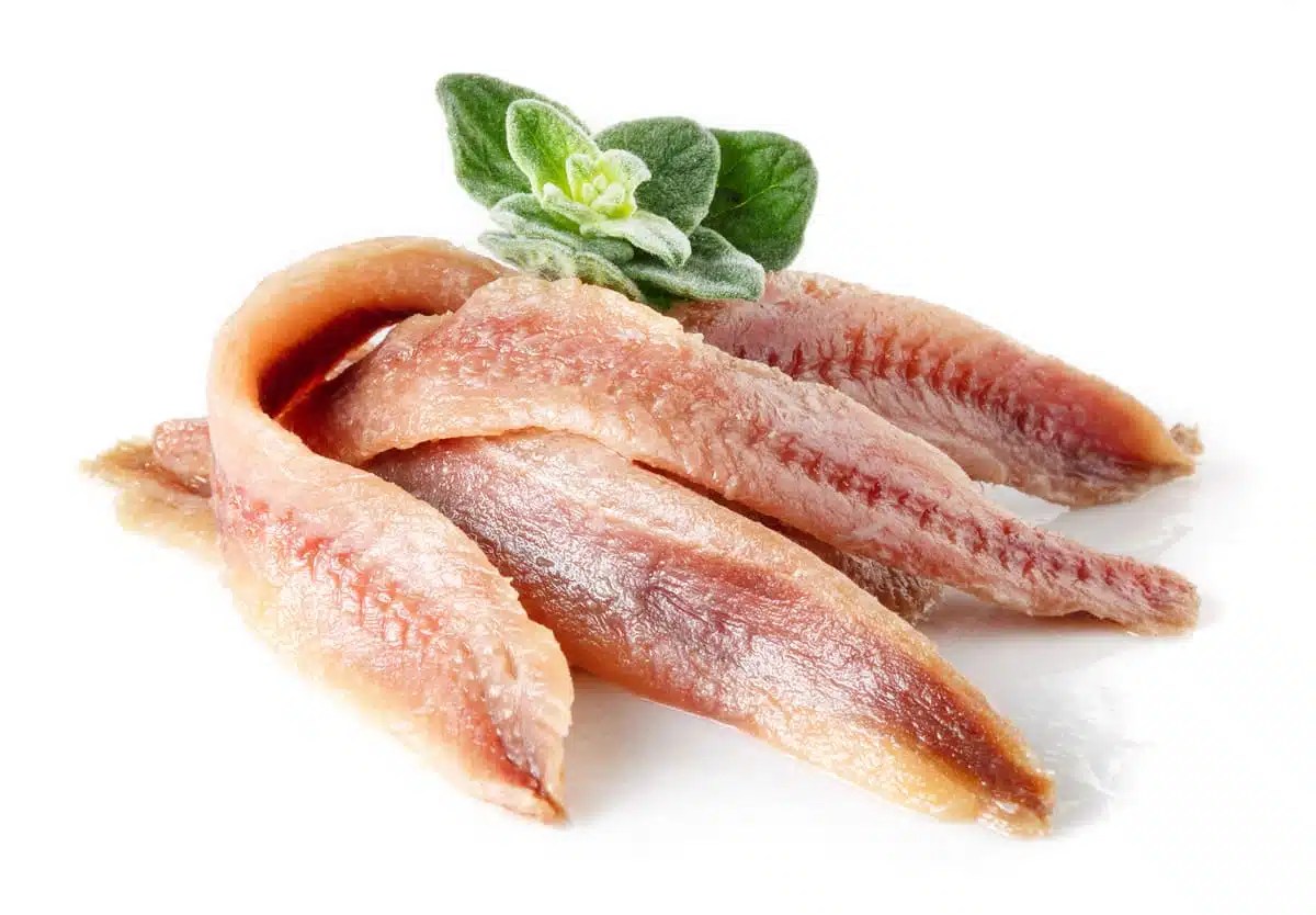 Anchovies Frozen Fish Direct