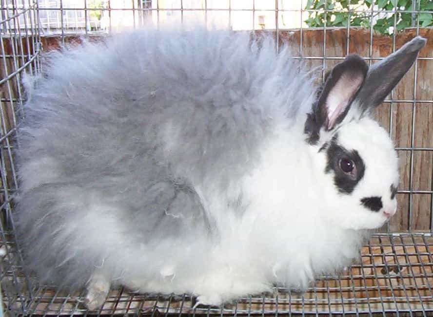 Angora Rabbit » GagDaily News