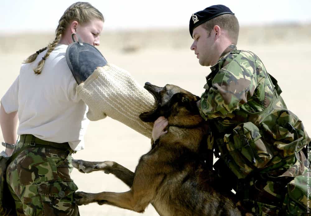 Attack Dog Training » GagDaily News