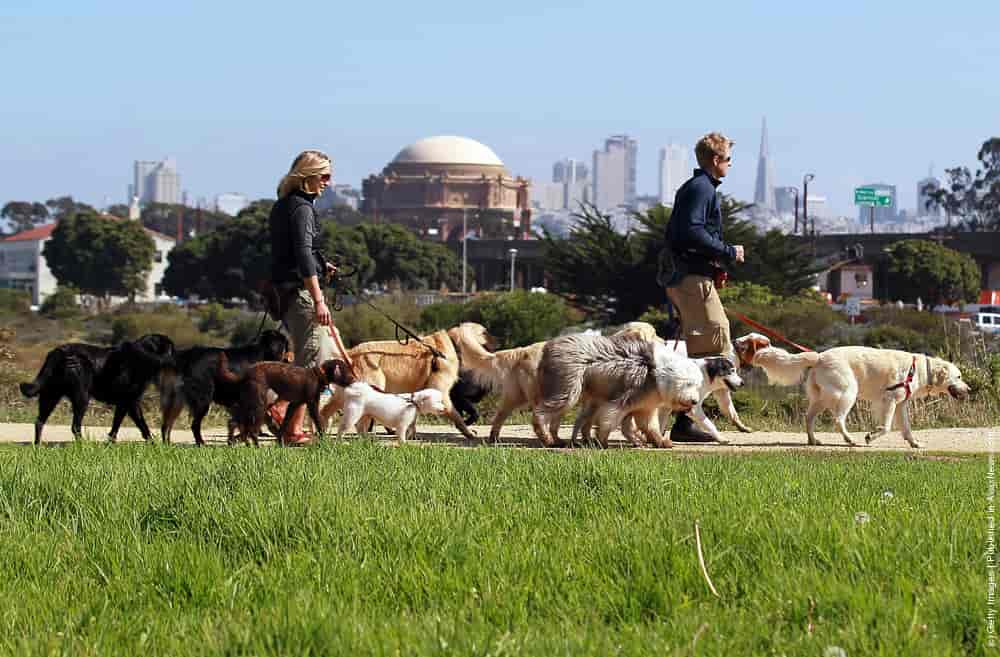 San Francisco Seeks To License Professional Dog Walkers » GagDaily News
