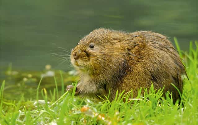The Mammal Society Mammal Photographer of the Year Winners & Finalists