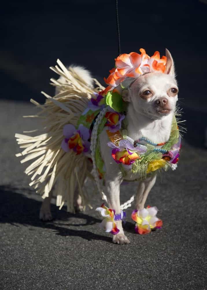 Halloween Dog Costume Parade in Long Beach California » GagDaily News