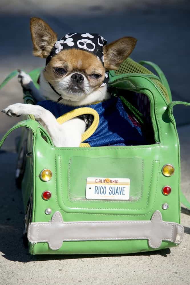 Halloween Dog Costume Parade in Long Beach California » GagDaily News