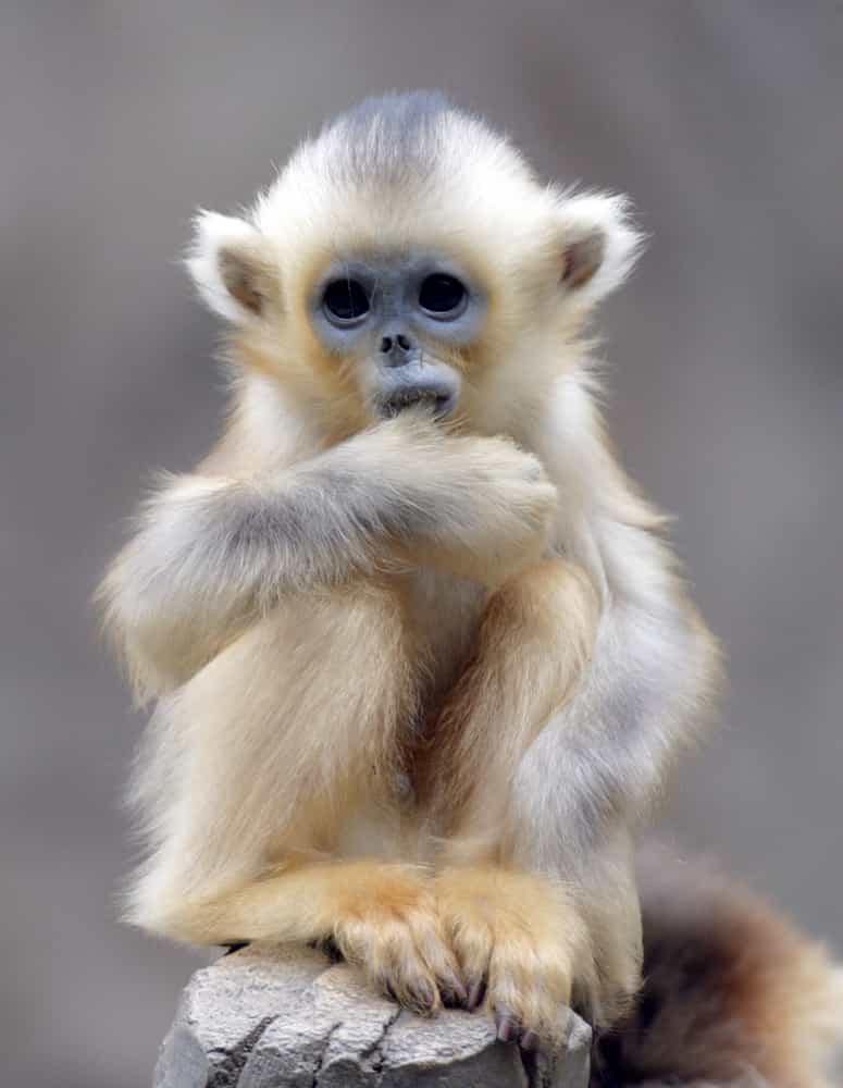 The Golden Monkey » GagDaily News