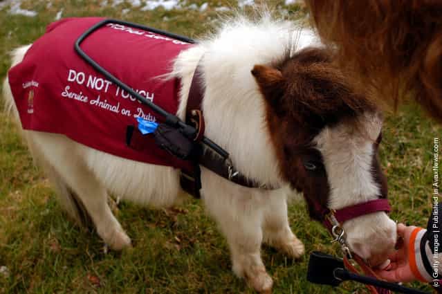 Guide Horse Tiny Horse Keeps Eyes On Big Responsibility » GagDaily News