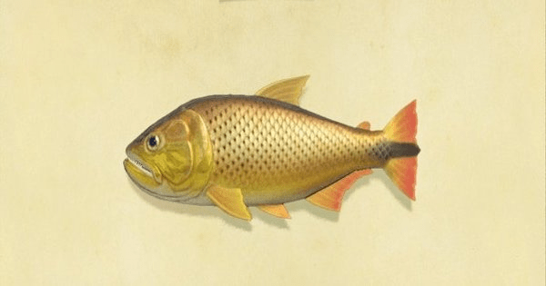 【あつ森】ドラドの値段と釣り方・出現時間 【あつまれどうぶつの森】 ゲームウィズ(GameWith)