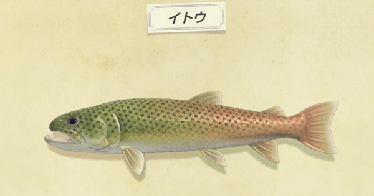 イトウ Sakhalin taimen JapaneseClass.jp