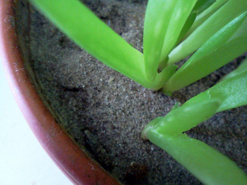 Aloe Vera durch Ableger vermehren » So geht's
