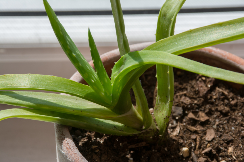Aloe vera überwintern » So wird's gemacht