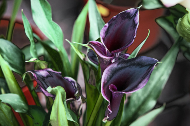 Ist die Calla winterhart? » So überwintern Sie sie richtig