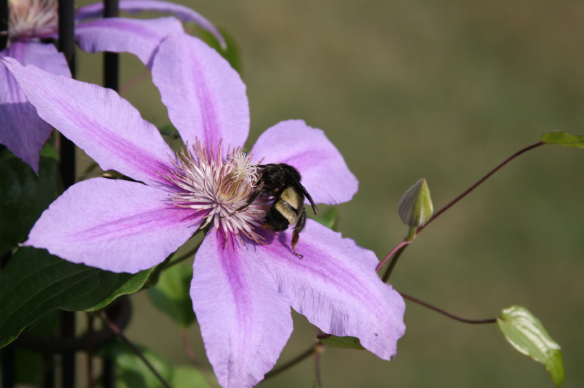 Clematis » Diese Sorten blühen auch im Schatten