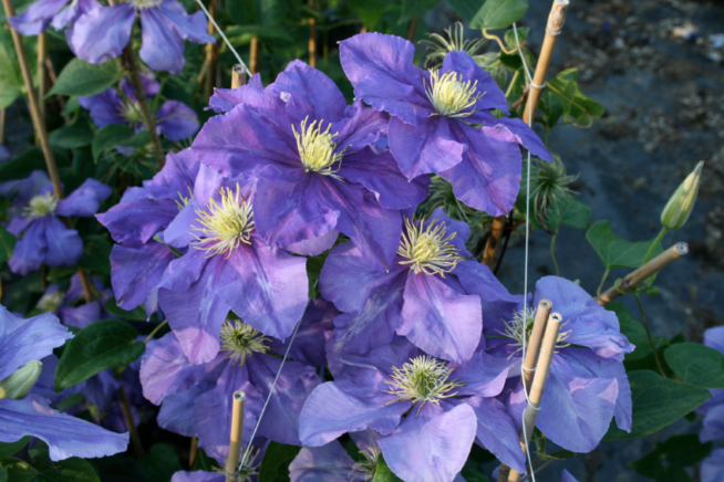 Clematis als Bodendecker » Sorten & Pflanztipps