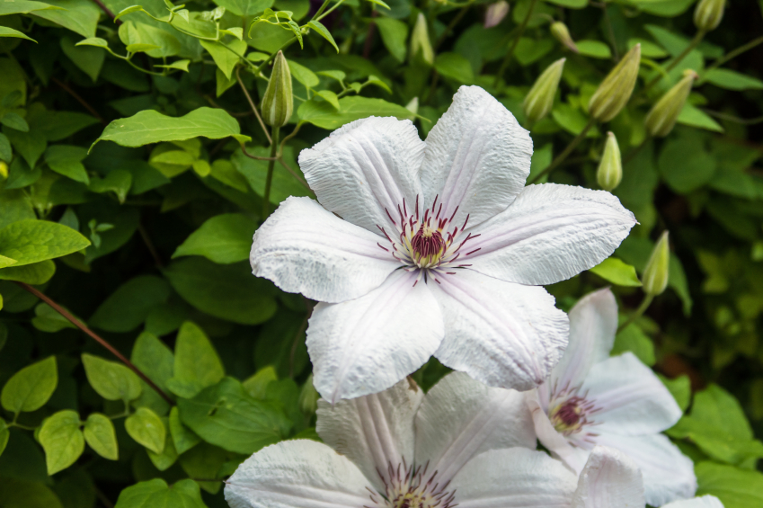 Clematis als Bodendecker » Sorten & Pflanztipps