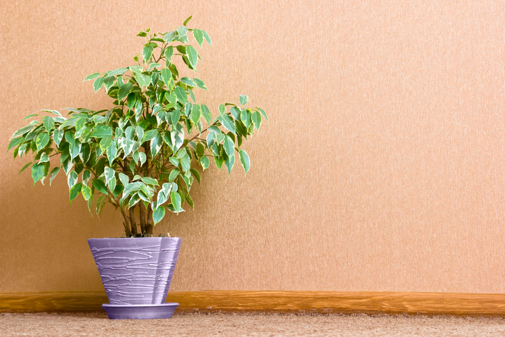 Ficus Benjamini verliert grüne Blätter » Woran liegt's