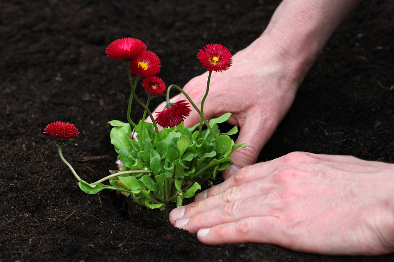 Gänseblümchen pflanzen » Eine Anleitung