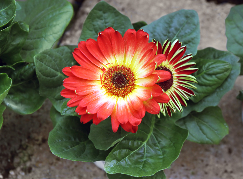 Gerbera » Diesen Standort mag sie am liebsten