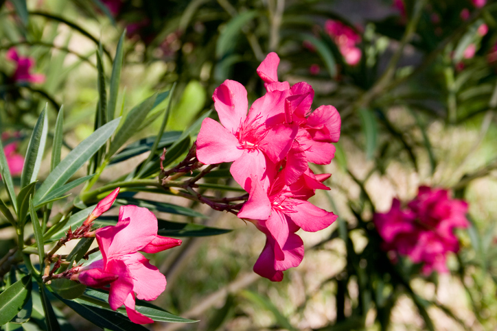 Oleander Im Garten Halten » (K)Eine Gute Idee?