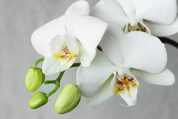 Orchideen aufbinden » So machen Sie's richtig
