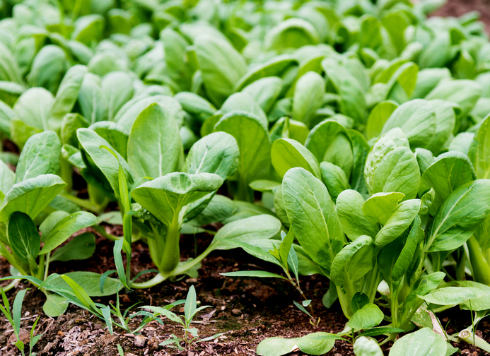 Pak Choi Pflanzen » So Gelingt Der Anbau Im Garten