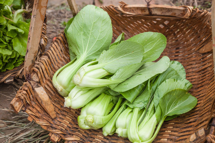 Pak Choi » Saison Und Erntezeit
