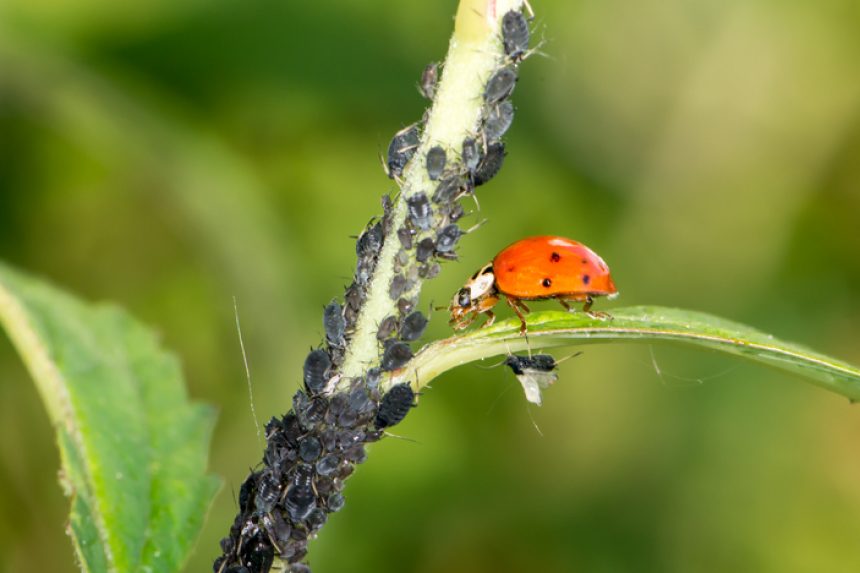 Käfer im Garten » Welche sind nützlich und welche nicht?