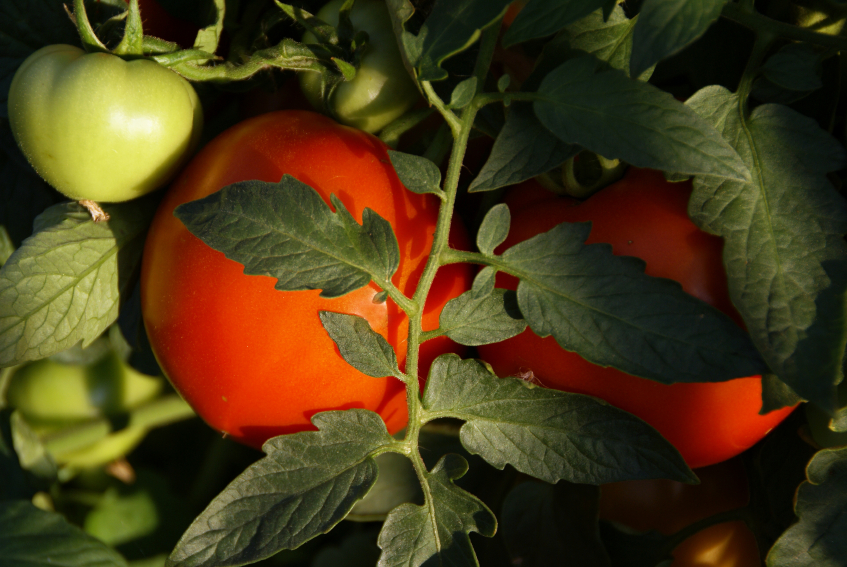 Tomaten für Hunde » Eine gute Idee?