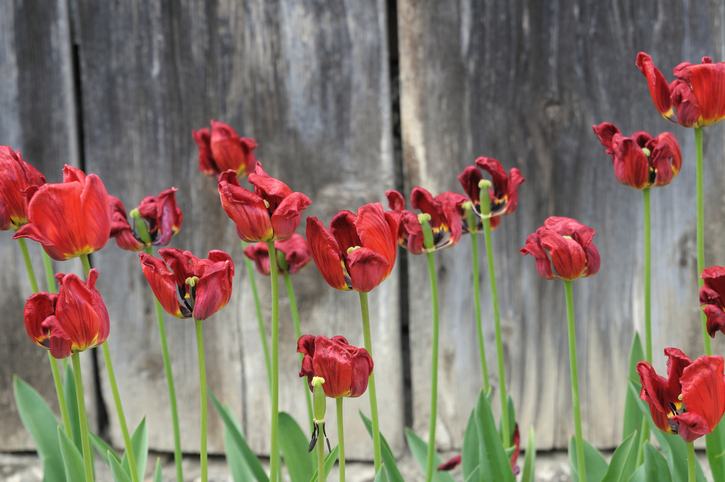 Verblühte Tulpen » Welche Pflege Folgt Nach Der Blüte?