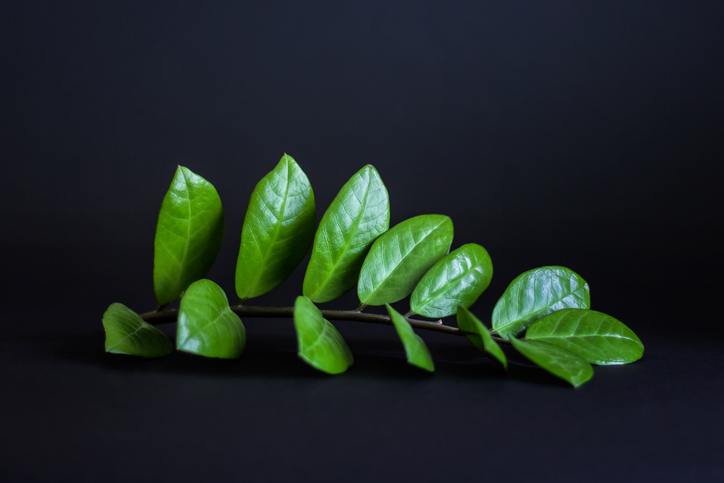 Zamioculcas über Ableger vermehren » So gelingt's