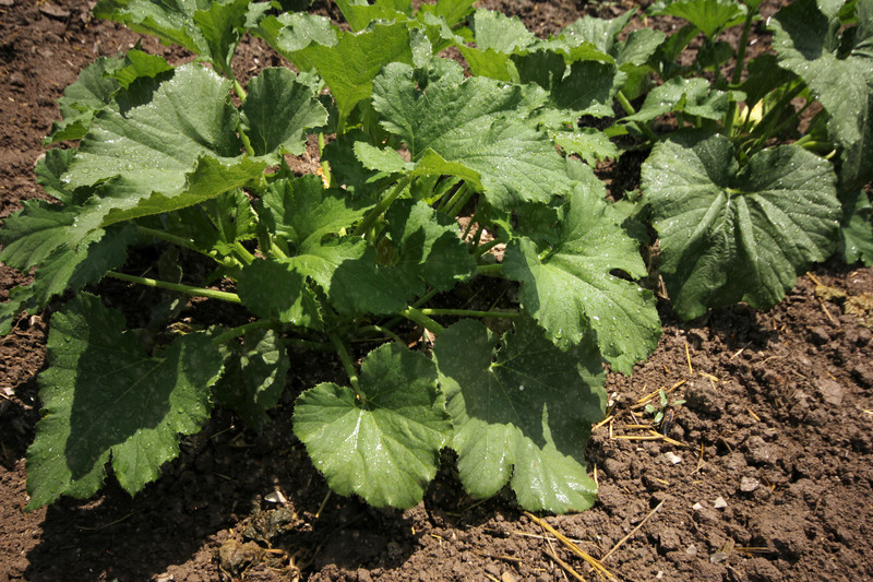 Mehltau am Zucchini » Erkennen & bekämpfen